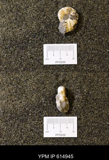 Discoscaphites sp.