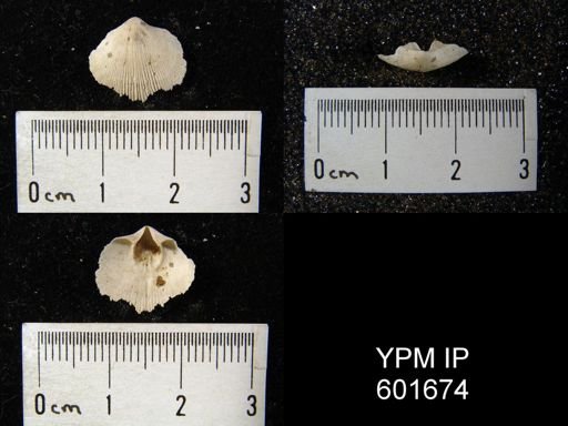 Doleroides sp.