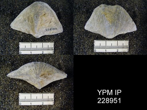 Neospirifer kansasensis