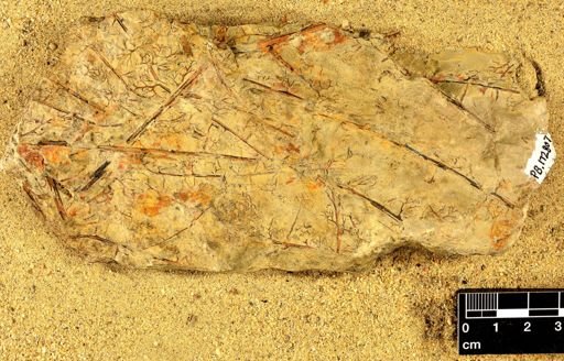 Rhacophyton sp.