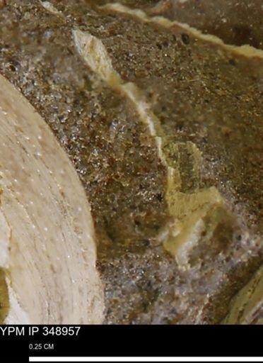 undet. Bivalvia