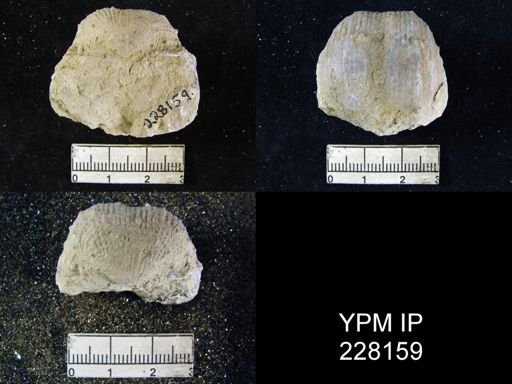 Dictyoclostus portlockianus