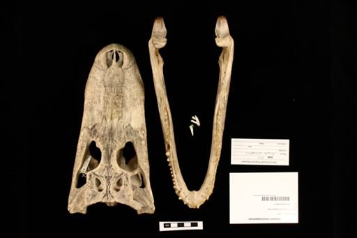 Alligator mississippiensis