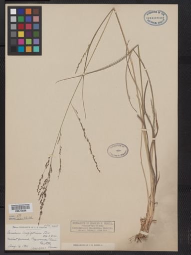 Panicum longifolium