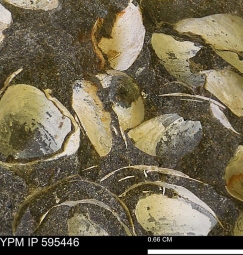 Protocardia sp.