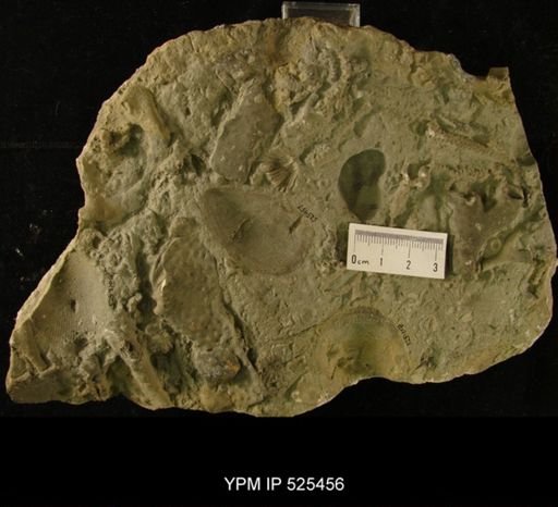 Ambonychia sp.