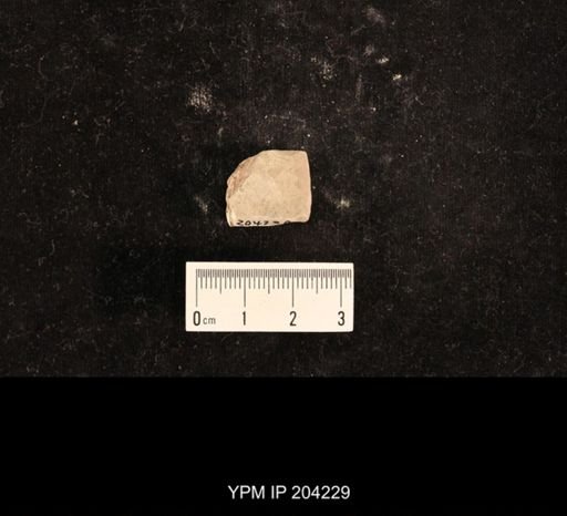 undet. Lemmatophoridae