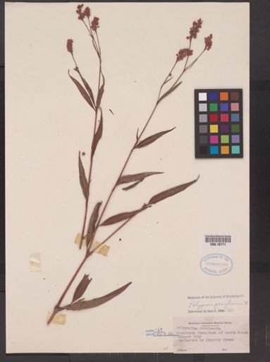 Polygonum pensylvanicum