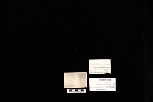 Crotaphytus collaris