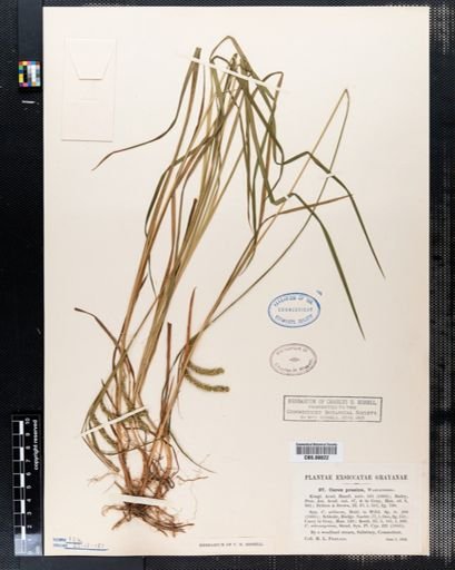 Carex prasina