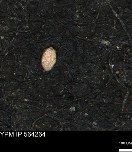 Spirolocammina planula