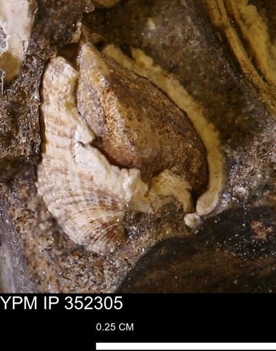 undet. Bivalvia