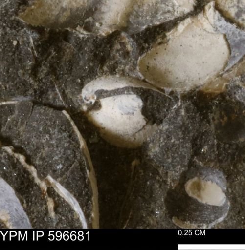 Protocardia sp.