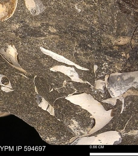 Protocardia sp.