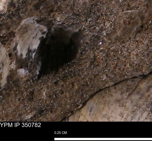 undet. Bivalvia