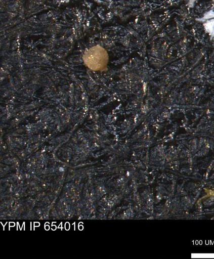 Clathrocyclas (Clathrocyclas) irrasa
