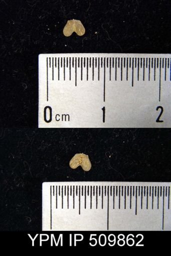 Dicoelosia sp.