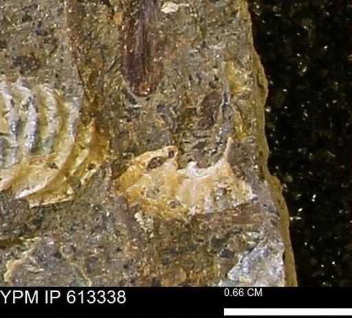 Scaphites sp.