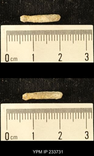 Archaeocidaris sp.