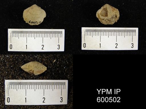 Cleiothyridina orbicularis