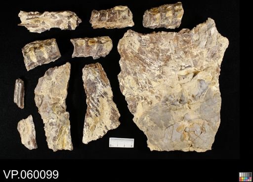 undet. Actinopterygii