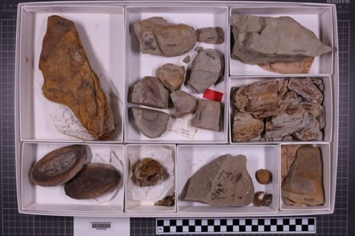 mixed taxa, stratigraphic collection