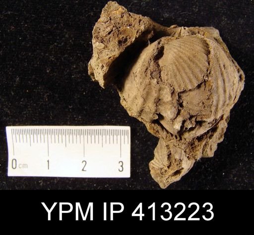 Orthorhynchula sp.