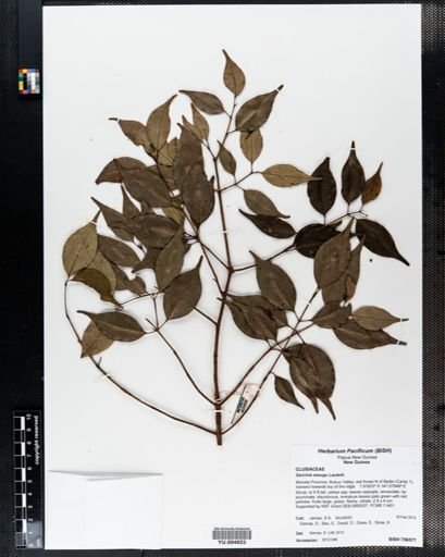Garcinia