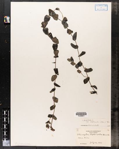 Potamogeton perfoliatus