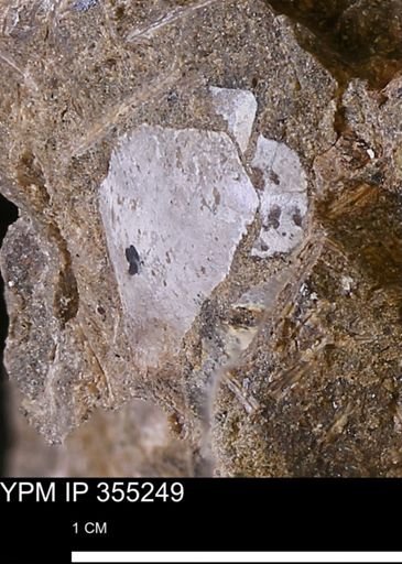undet. Mollusca
