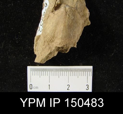 Orthorhynchula sp.