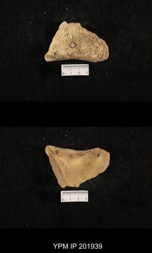 Myalina subquadrata