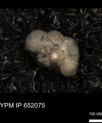 undet. Foraminiferida