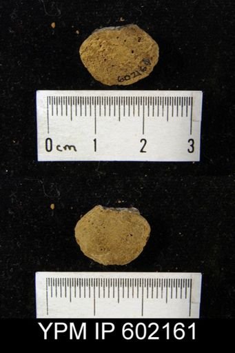 Meristella sp.