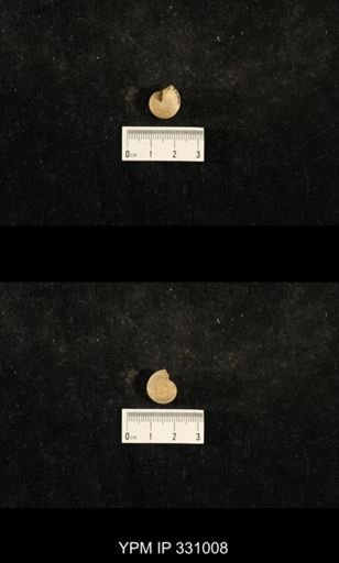 Trepospira sphaerulata