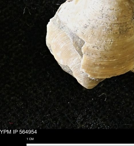 Limopsis striatopunctatus
