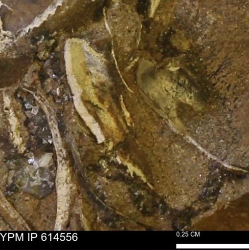 Limopsis striatopunctatus