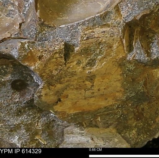 taxon undetermined