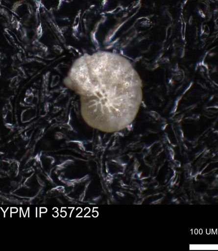 undet. Foraminiferida