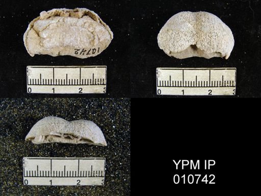 Productus guadalupensis