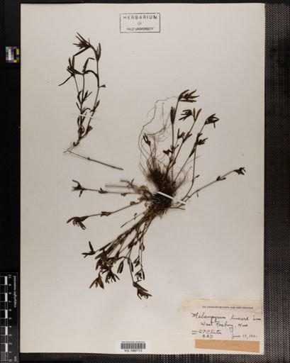 Plantae