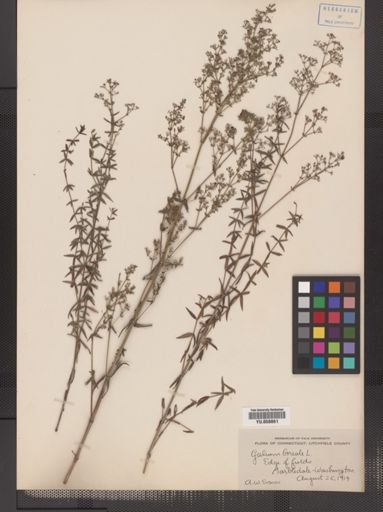 Galium boreale