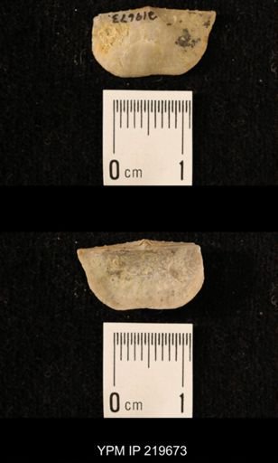 Chonetes granulifer
