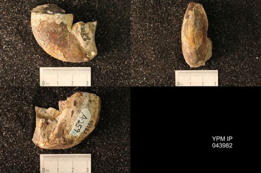 Hoploscaphites nicolletii