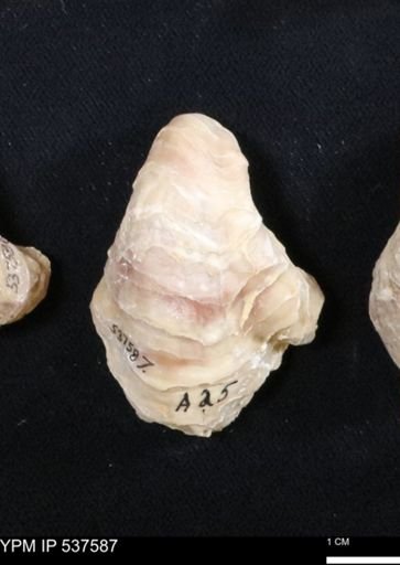 Gryphaea mucronata