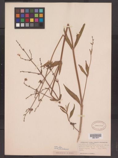 Mirabilis hirsuta