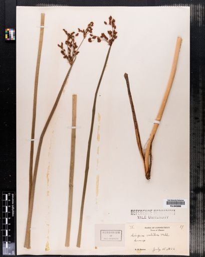 Scirpus validus