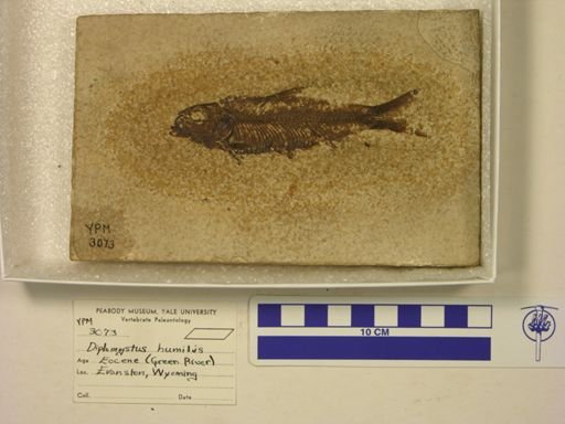 Knightia eocaena