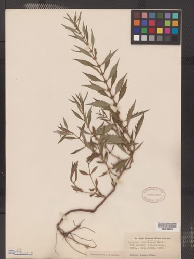 Lycopus americanus