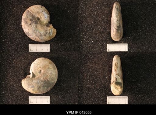 Hoploscaphites nicolletii